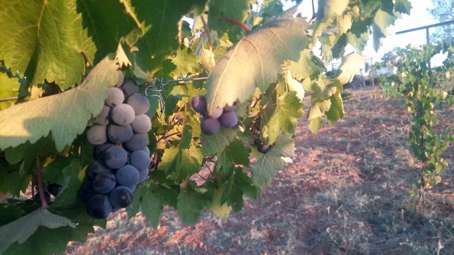 Üzümünü Hasada Kadar Korumak İsteyen Çiftçinin Sıfır Maliyetli Çözümü Kuşları Uzaklaştırıyor