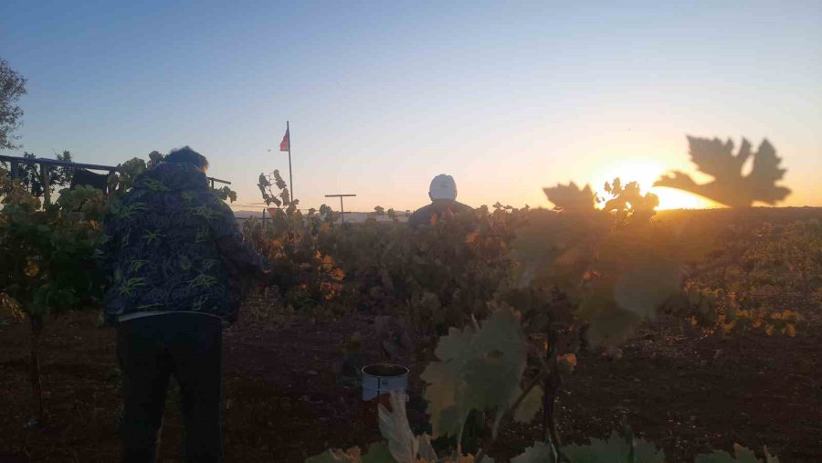 Üzümünü Hasada Kadar Korumak İsteyen Çiftçinin Sıfır Maliyetli Çözümü Kuşları Uzaklaştırıyor