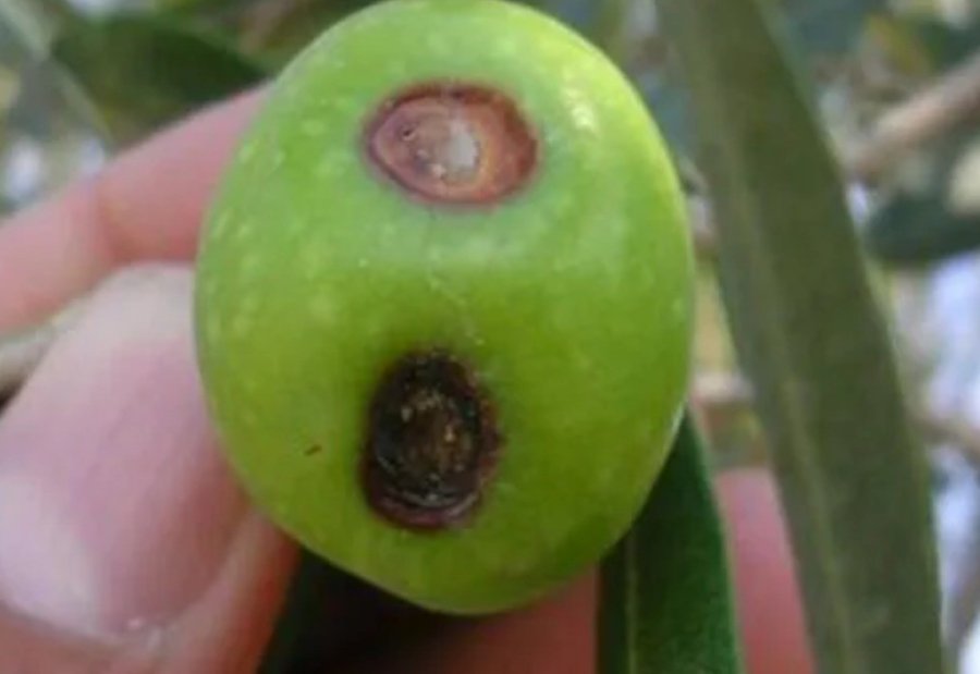 Zeytin Üreticilerine Meyve Dökülmesi Uyarısı