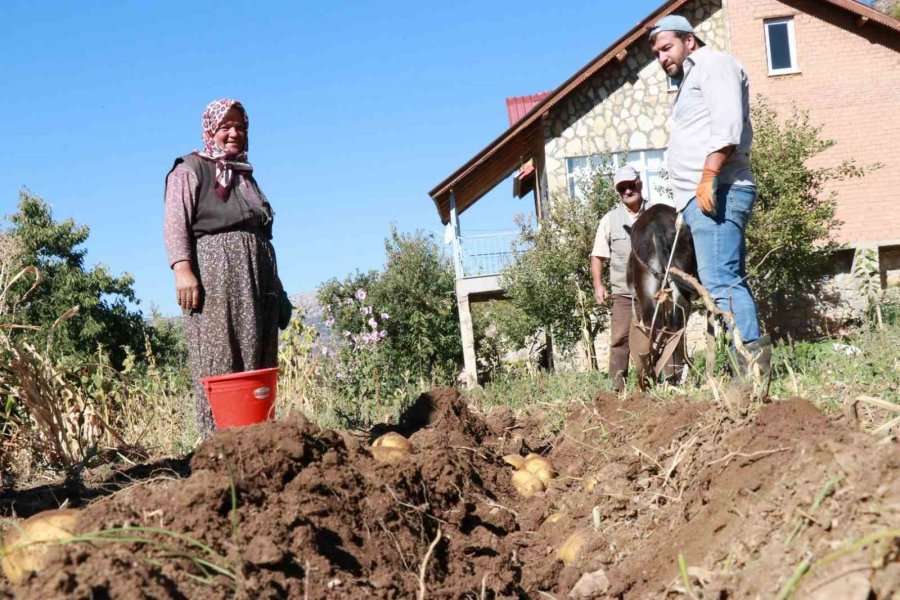 Hadim’de At Ve Eşekle Patates Hasadı: Atalardan Kalan Kara Sabanla Yapılıyor