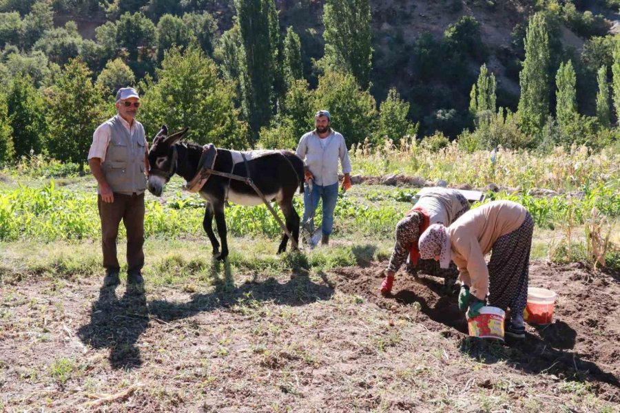 Hadim’de At Ve Eşekle Patates Hasadı: Atalardan Kalan Kara Sabanla Yapılıyor