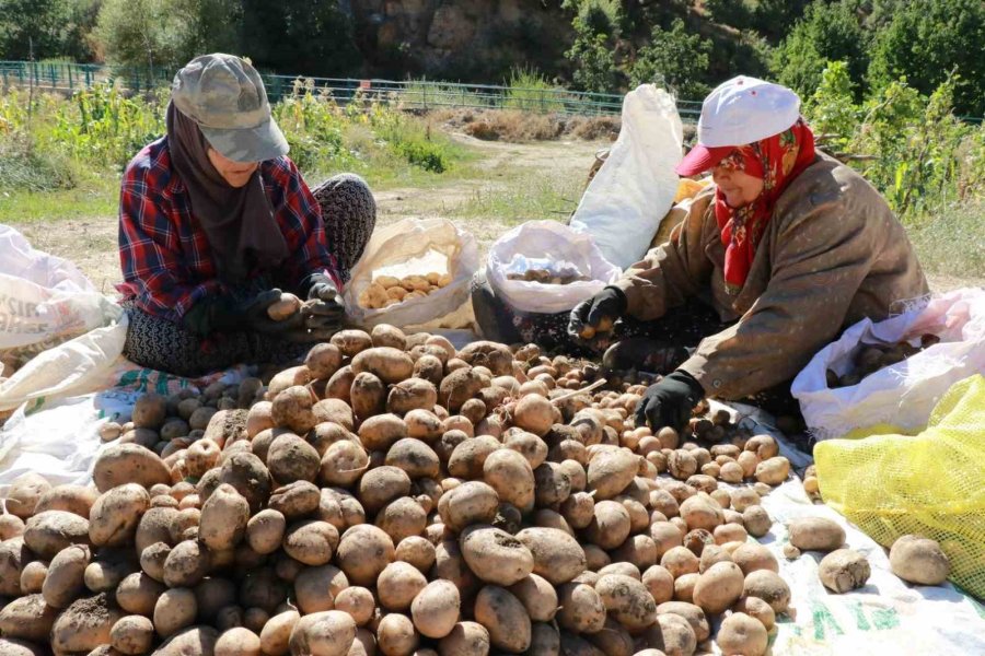 Hadim’de At Ve Eşekle Patates Hasadı: Atalardan Kalan Kara Sabanla Yapılıyor