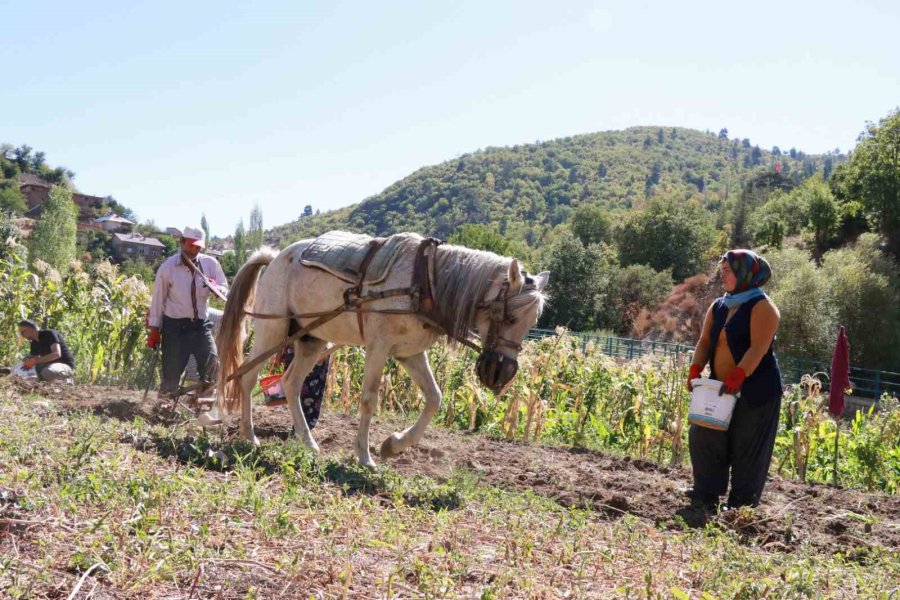 Hadim’de At Ve Eşekle Patates Hasadı: Atalardan Kalan Kara Sabanla Yapılıyor