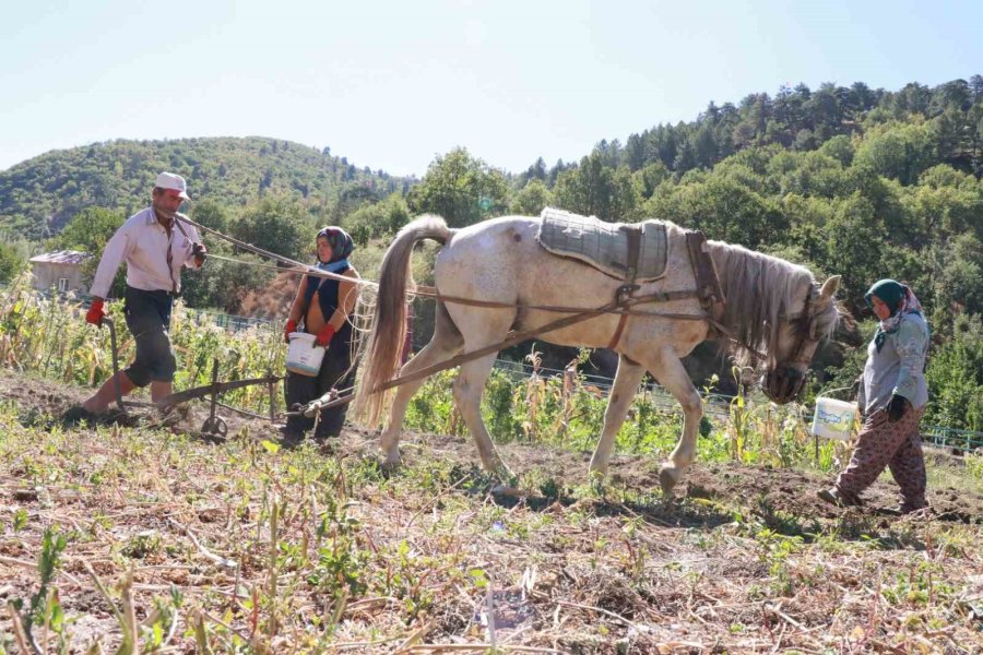 Hadim’de At Ve Eşekle Patates Hasadı: Atalardan Kalan Kara Sabanla Yapılıyor