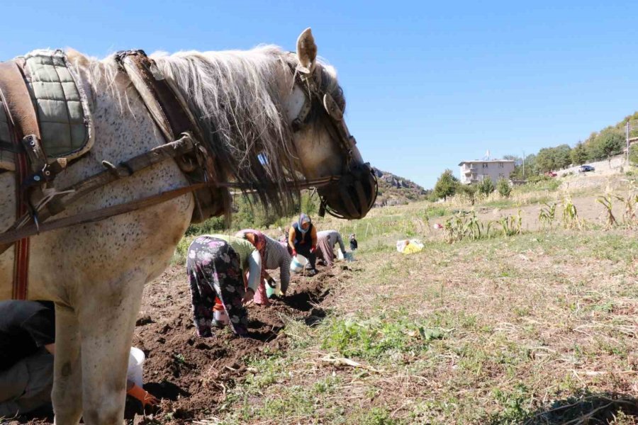Hadim’de At Ve Eşekle Patates Hasadı: Atalardan Kalan Kara Sabanla Yapılıyor