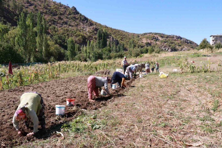 Hadim’de At Ve Eşekle Patates Hasadı: Atalardan Kalan Kara Sabanla Yapılıyor
