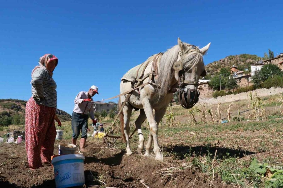 Hadim’de At Ve Eşekle Patates Hasadı: Atalardan Kalan Kara Sabanla Yapılıyor