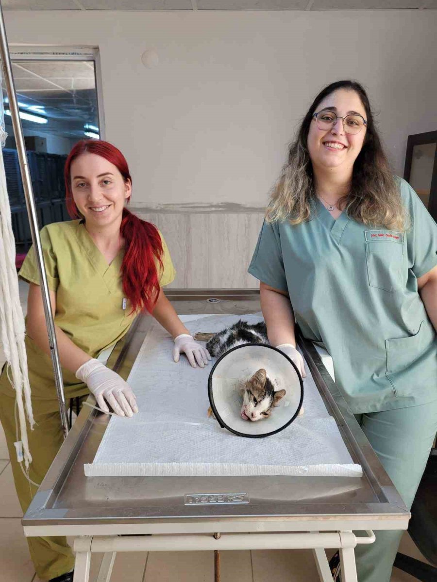 Alanya’da Yaralı Kediye Çene Ameliyatı