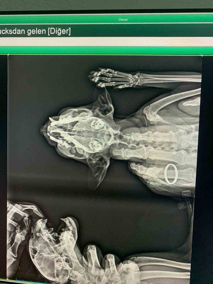 Alanya’da Yaralı Kediye Çene Ameliyatı