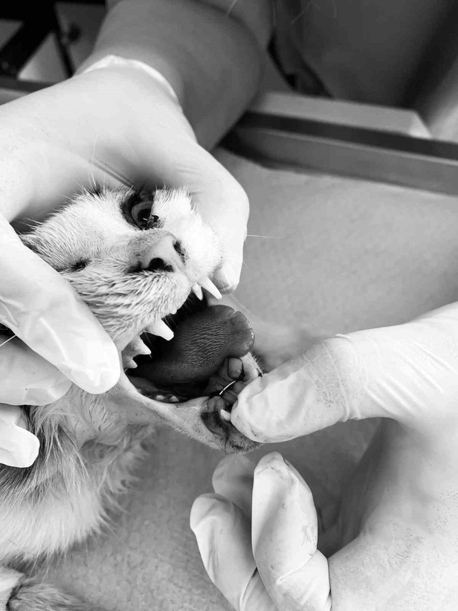 Alanya’da Yaralı Kediye Çene Ameliyatı