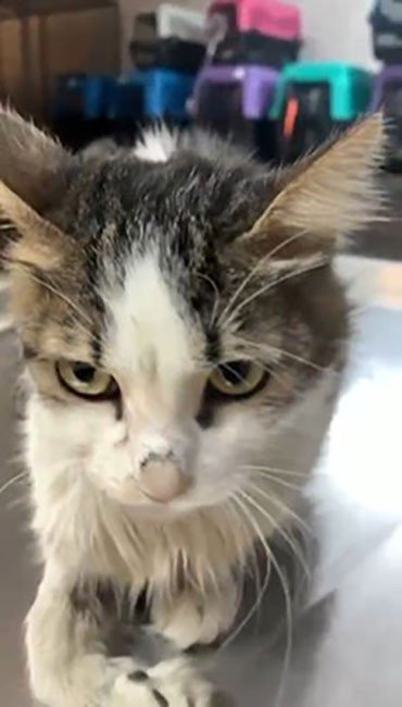 Alanya’da Yaralı Kediye Çene Ameliyatı