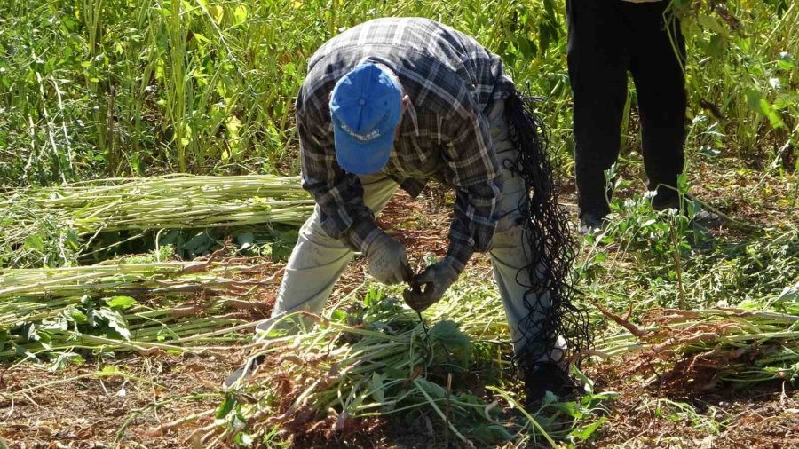 Antalya’da Altın Susamda Hasat Başladı