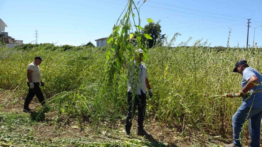 Antalya’da Altın Susamda Hasat Başladı