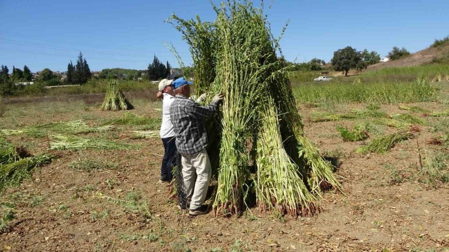 Antalya’da Altın Susamda Hasat Başladı
