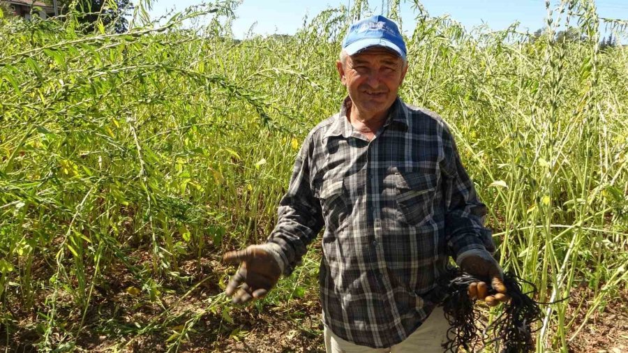 Antalya’da Altın Susamda Hasat Başladı