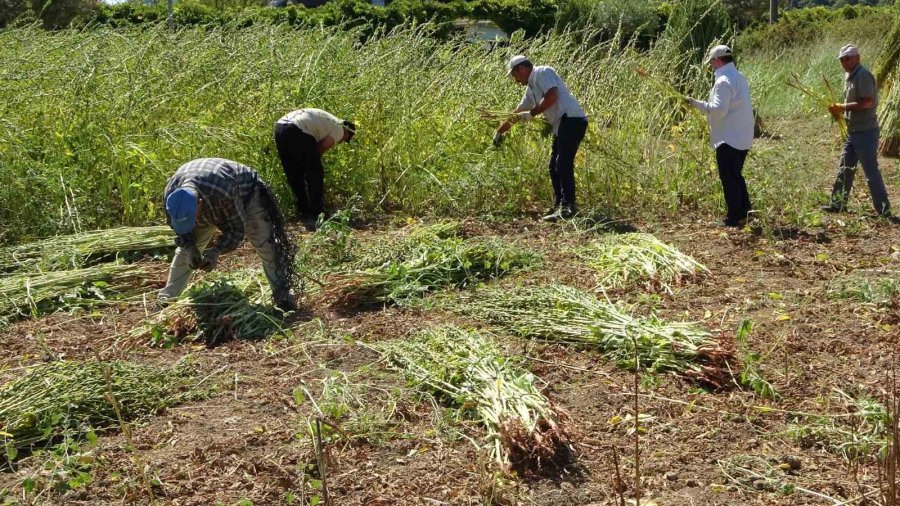 Antalya’da Altın Susamda Hasat Başladı