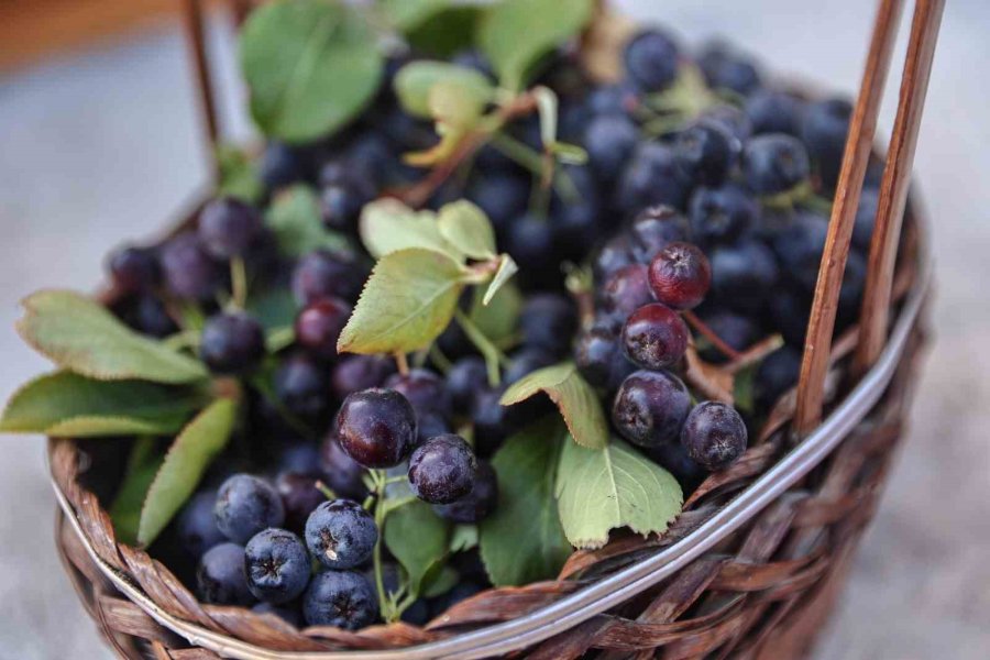Antalya’da Aronya Ve Böğürtlen Hasadı Bereketi