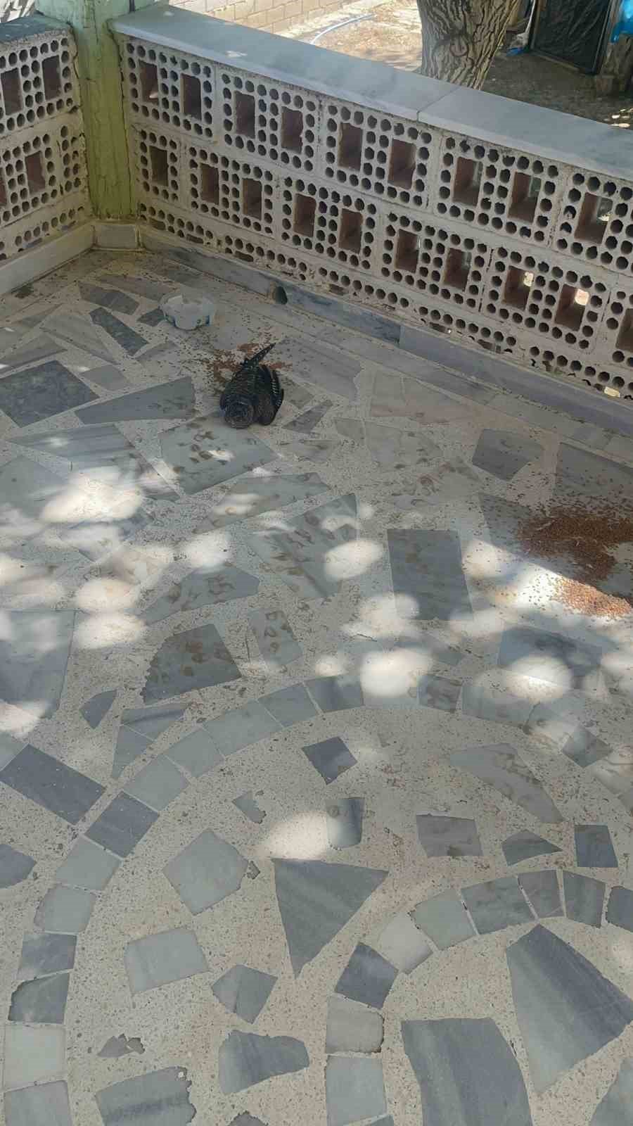 Kulu’da Yaralı Ebabil Kuşuna Şefkat Eli