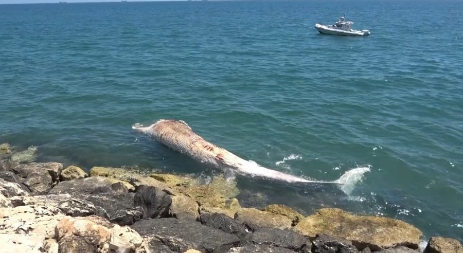 Yaklaşık 16 Metre: 4 Yıl Önce Gömülen ’balina’nın İskeleti Bilimsel Kazıyla Çıkarılacak