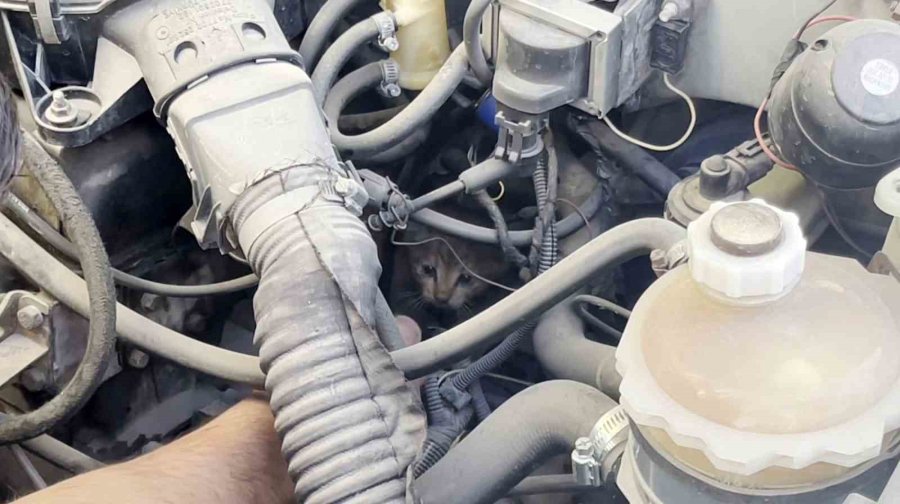 Polis Ve İtfaiyenin Kedi Kurtarma Operasyonu