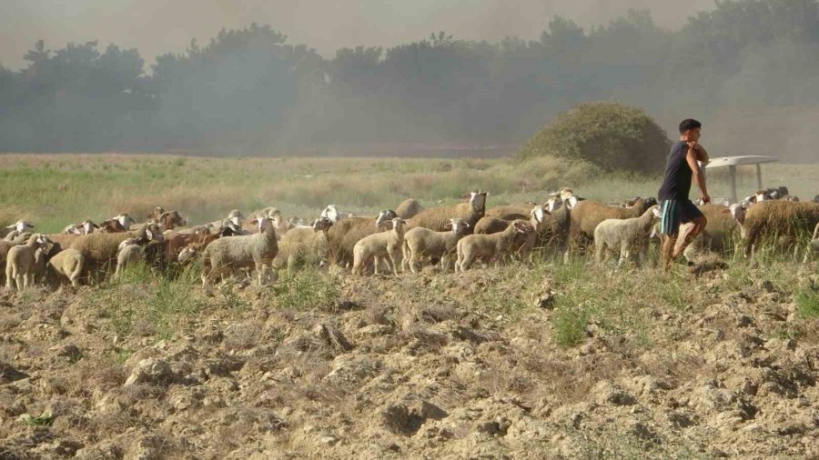 Orman Yangınında Uçaktan Atılan Su Gökkuşağı Oluşturdu
