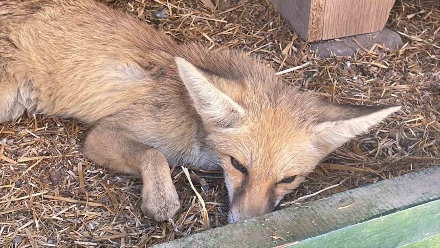 Yolda Yaralı Halde Bulunan Yavru Tilki Koruma Altına Alındı