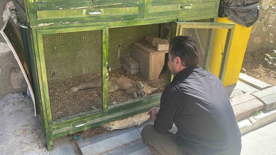Yolda Yaralı Halde Bulunan Yavru Tilki Koruma Altına Alındı
