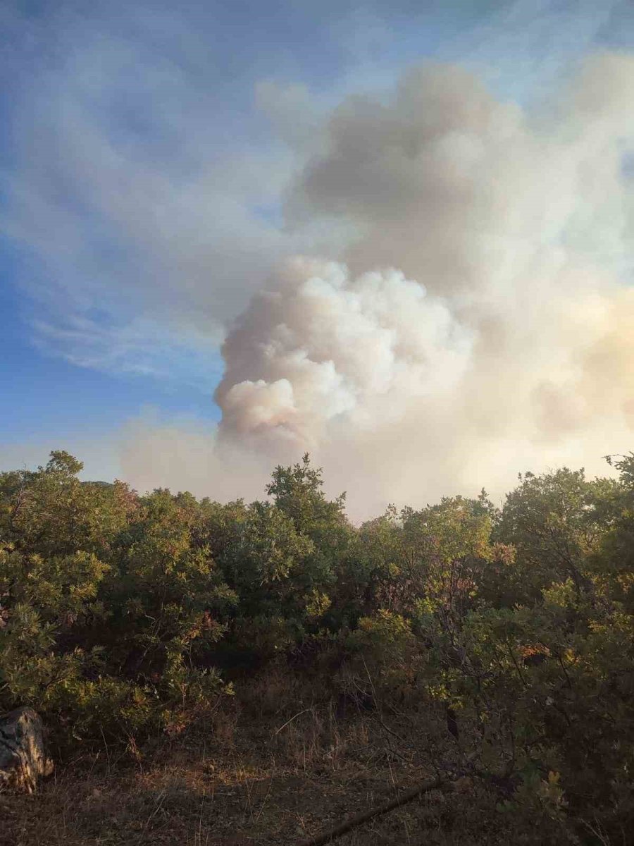 Sazlık Alanda Çıkan Yangın Ormana Sıçradı
