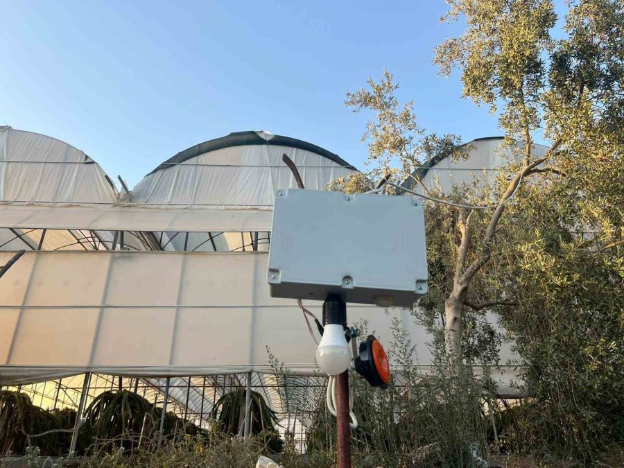 Alanya’da Seralarda Ejder Meyvesi Hasadı Başladı