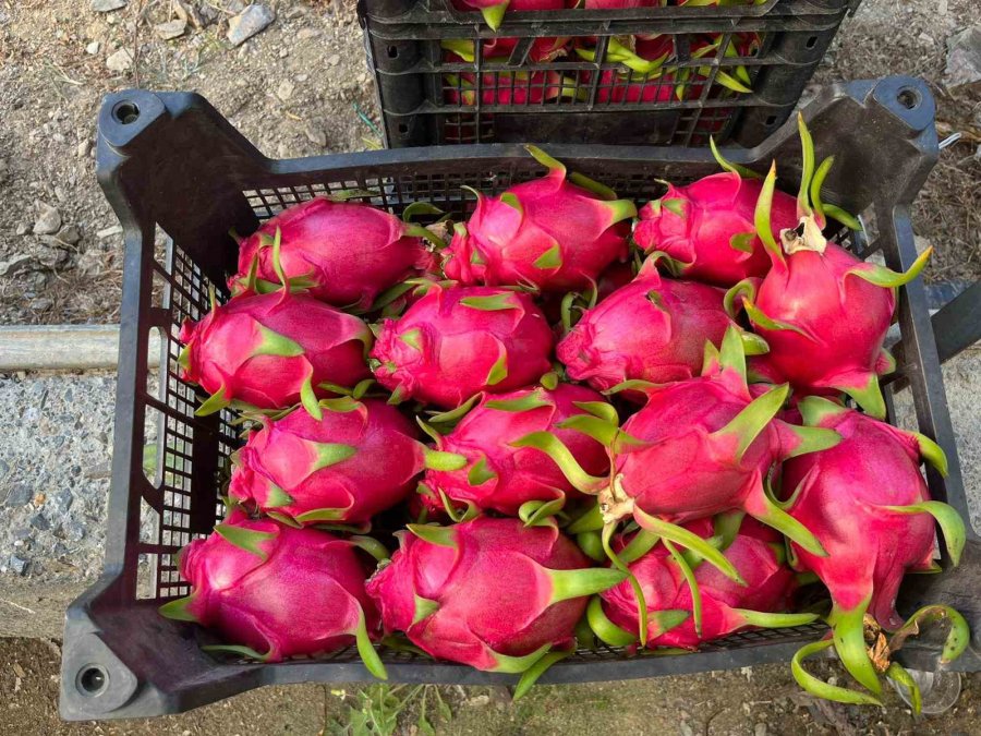 Alanya’da Seralarda Ejder Meyvesi Hasadı Başladı