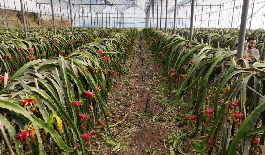 Alanya’da Seralarda Ejder Meyvesi Hasadı Başladı