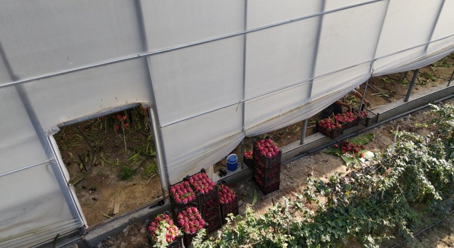 Alanya’da Seralarda Ejder Meyvesi Hasadı Başladı