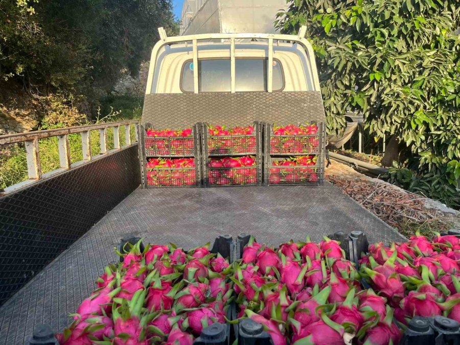 Alanya’da Seralarda Ejder Meyvesi Hasadı Başladı