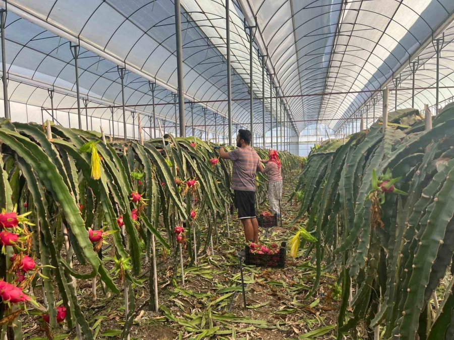 Alanya’da Seralarda Ejder Meyvesi Hasadı Başladı