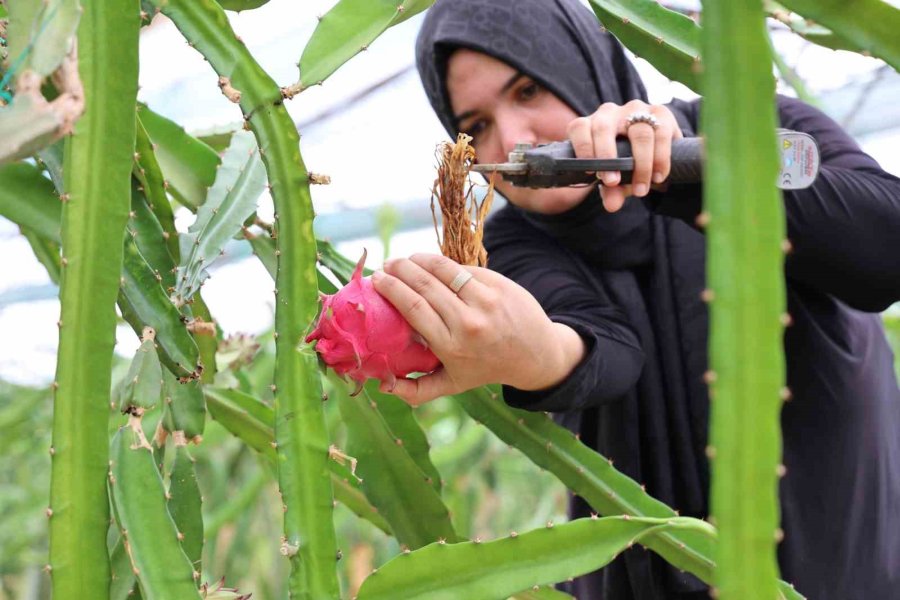 Ejder Meyvesi En Çok Kurutulan Ürünler Arasına Girdi
