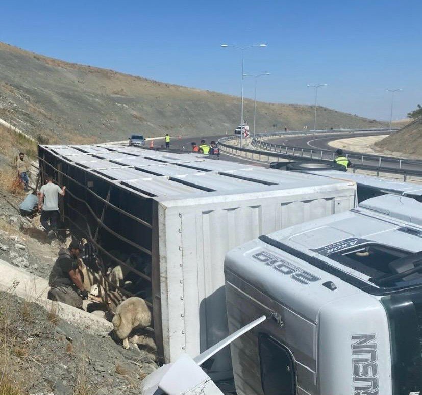 Konya’da Devrilen Tırdaki 147 Küçükbaş Hayvan Telef Oldu