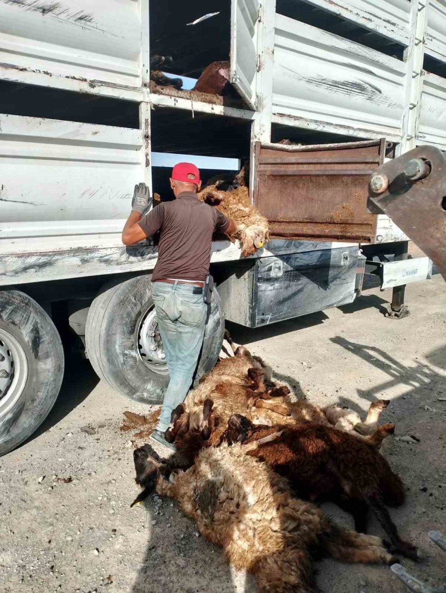 Konya’da Devrilen Tırdaki 147 Küçükbaş Hayvan Telef Oldu