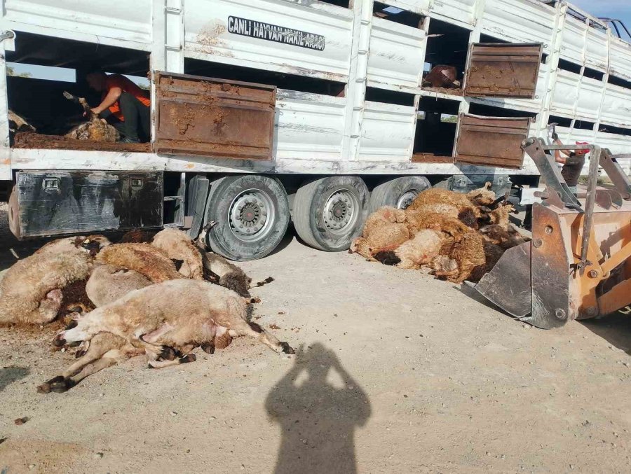 Konya’da Devrilen Tırdaki 147 Küçükbaş Hayvan Telef Oldu