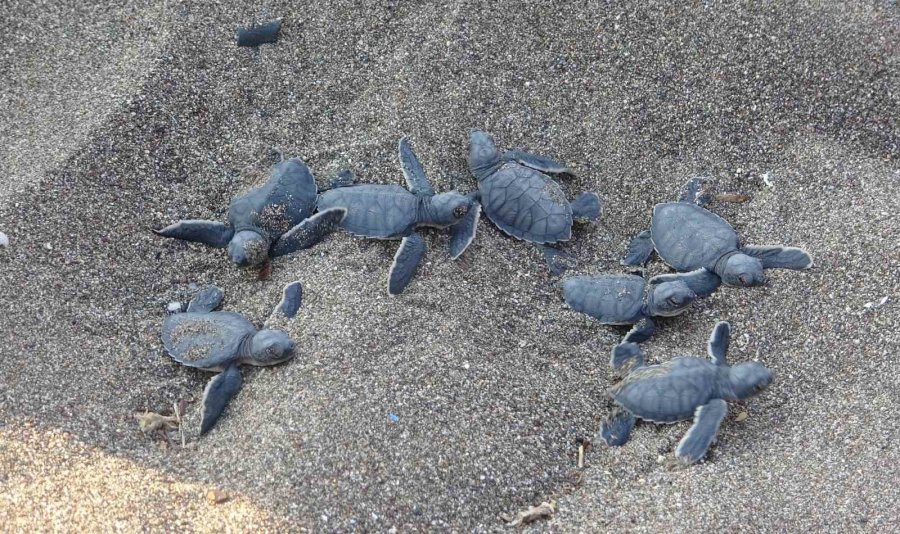 Yavru Caretta Carettların Çıkışları Tamamlandı: 210 Bin Yavru Denizle Buluştu