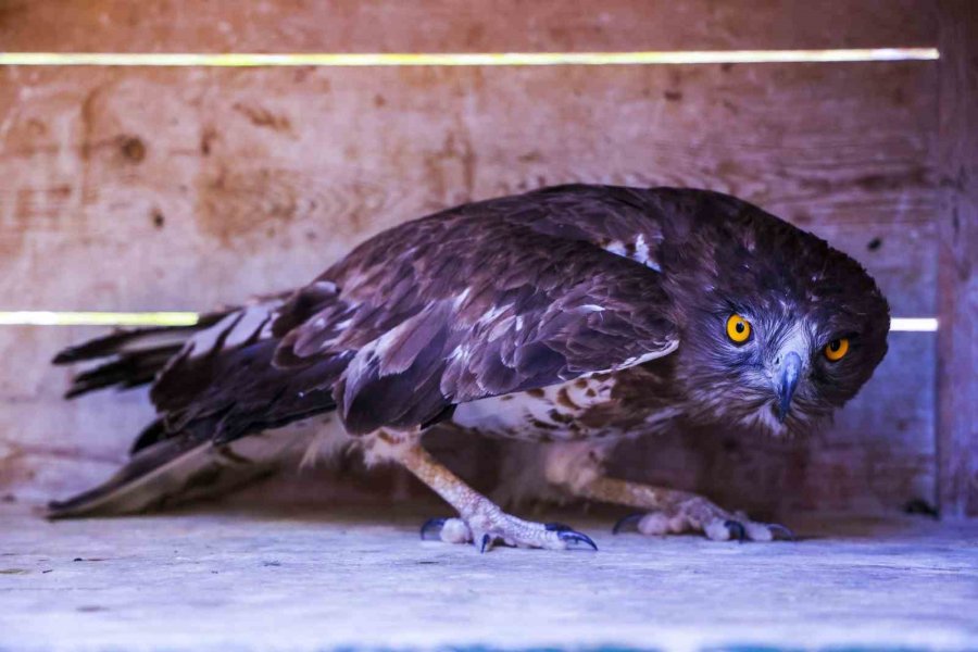 Soyu Tükenme Tehlikesindeki Yaralı Yılan Kartalı Yeniden Doğaya Döndü