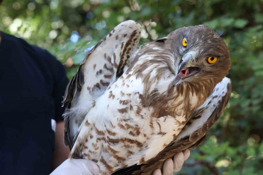 Soyu Tükenme Tehlikesindeki Yaralı Yılan Kartalı Yeniden Doğaya Döndü