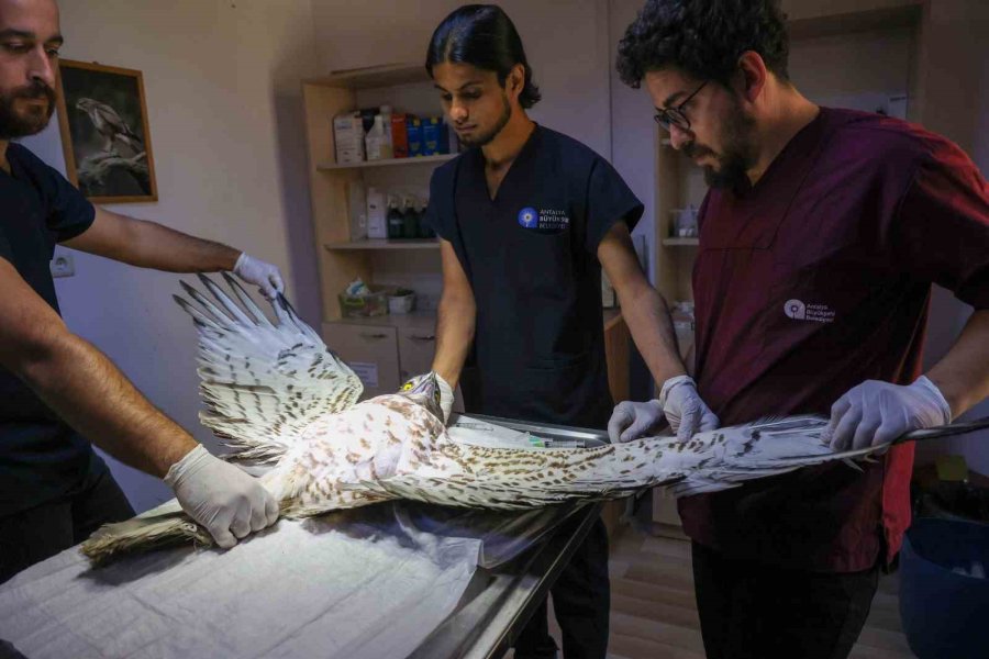 Soyu Tükenme Tehlikesindeki Yaralı Yılan Kartalı Yeniden Doğaya Döndü