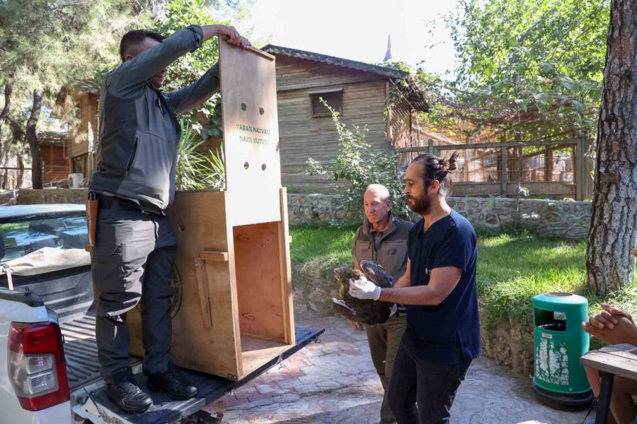 Soyu Tükenme Tehlikesindeki Yaralı Yılan Kartalı Yeniden Doğaya Döndü