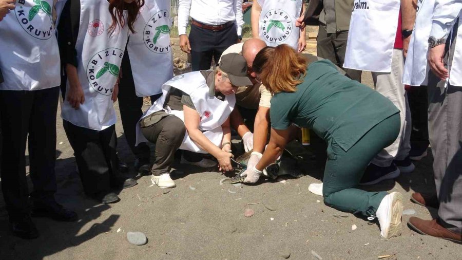 Tedavileri Tamamlanan 5 Deniz Kaplumbağası Denizle Buluştu