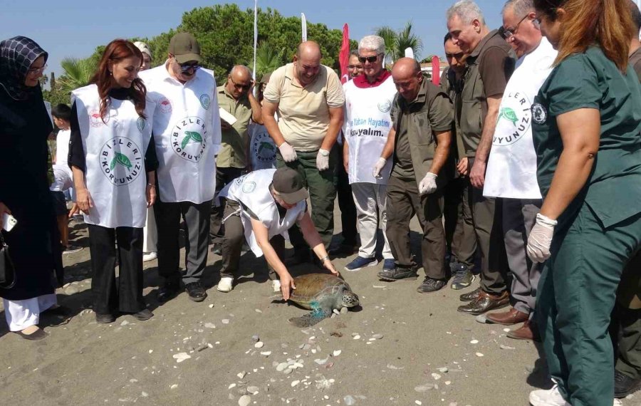 Tedavileri Tamamlanan 5 Deniz Kaplumbağası Denizle Buluştu