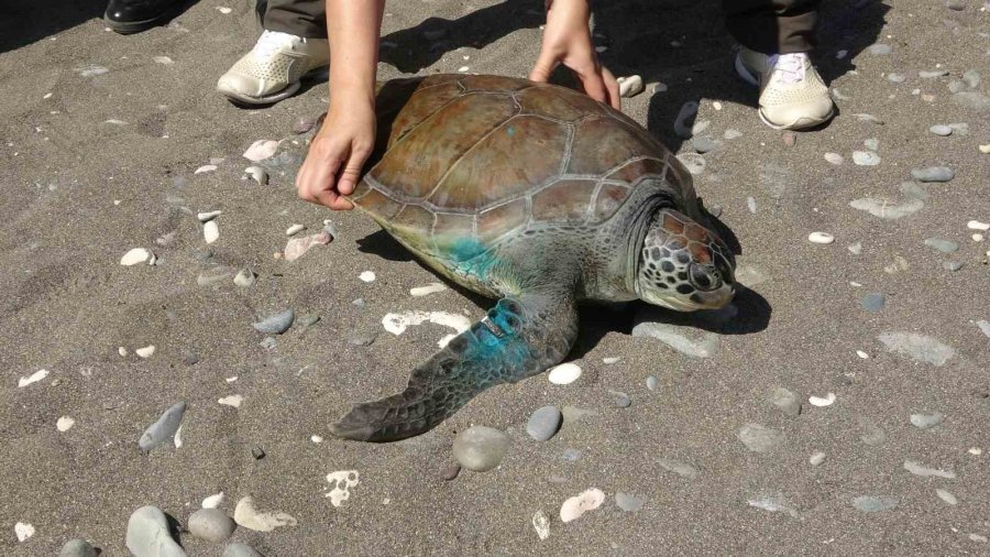 Tedavileri Tamamlanan 5 Deniz Kaplumbağası Denizle Buluştu