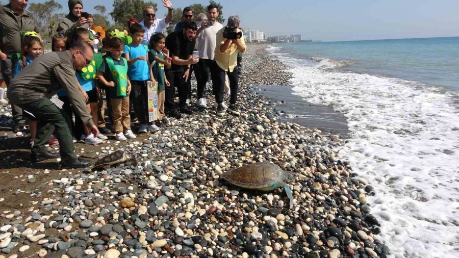 Tedavileri Tamamlanan 5 Deniz Kaplumbağası Denizle Buluştu