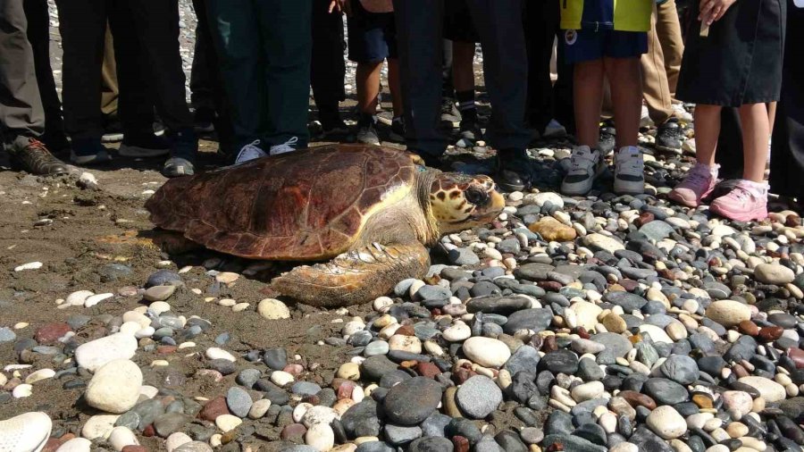 Tedavileri Tamamlanan 5 Deniz Kaplumbağası Denizle Buluştu