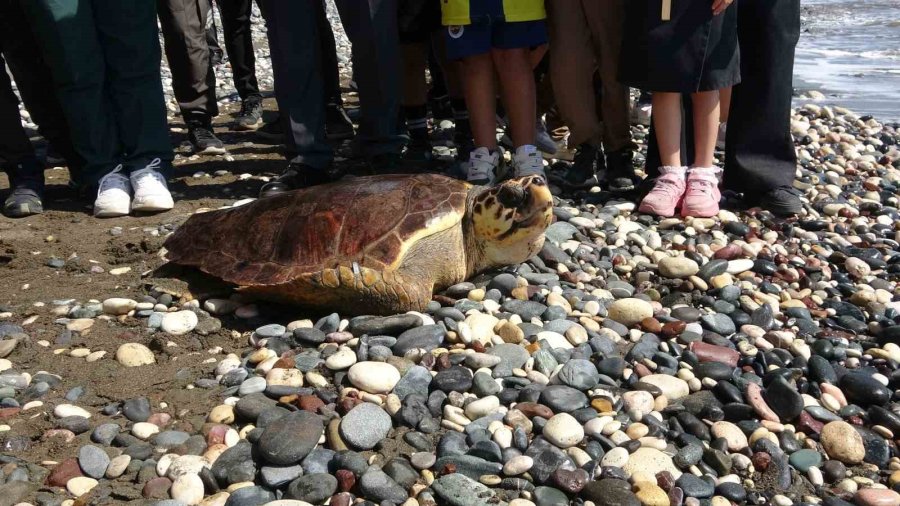Tedavileri Tamamlanan 5 Deniz Kaplumbağası Denizle Buluştu