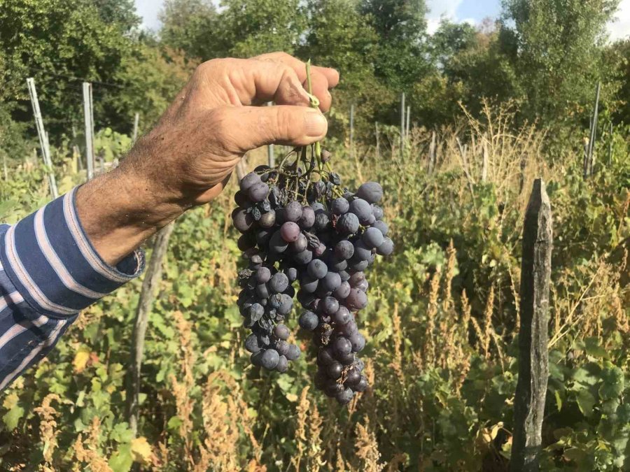 50 Kiloluk Kazanlarda 1 Litre Külle Kaynatılıyor, Kilosu 500 Liradan Satılıyor